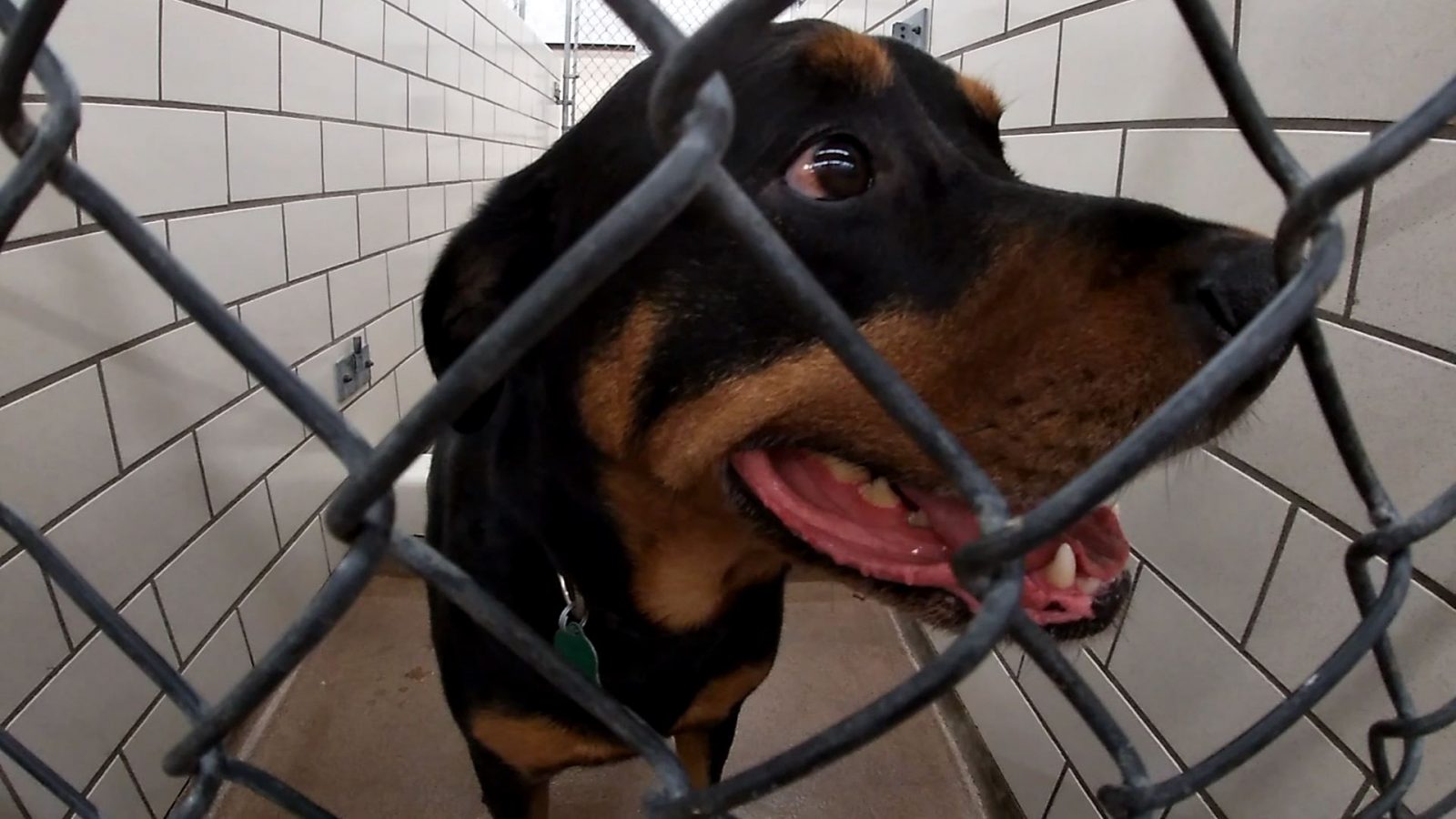 l
Photo Credit by: www.youtube.com
Animal Humane Society Helps Kids Develop Love Of Animals - CCX Media
Animal humane society helps kids develop love of animals. How important is consistency within the horse-human relationship. L[a fille moche/ dog. Equines connection ramblers humans obtain. Horse equines and humans obtain an ancient connection. asian ramblers
![Animal Humane Society Helps Kids Develop Love of Animals - CCX Media Animal Humane Society Helps Kids Develop Love of Animals - CCX Media