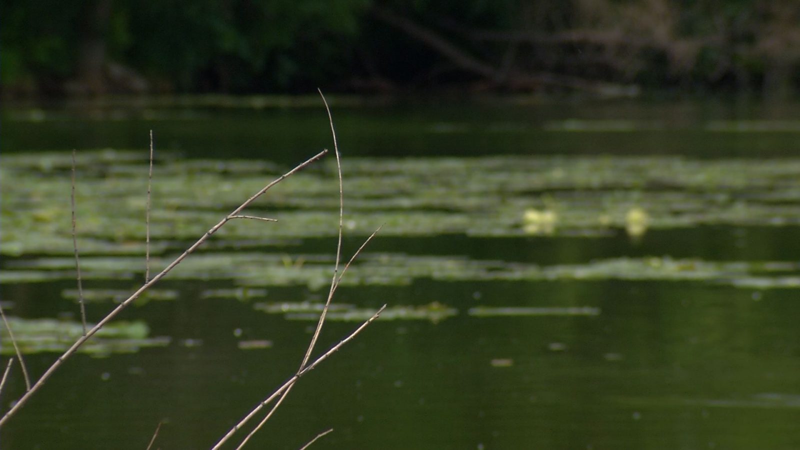 Grant Money to Help Improve Water Quality in Robbinsdale's Crystal Lake - ccxmedia.org