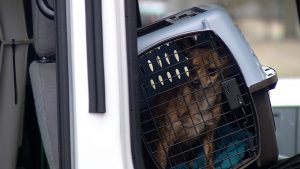 Local Animal Rescue Temporarily Modifies Foster Pick-Up Amid COVID-19