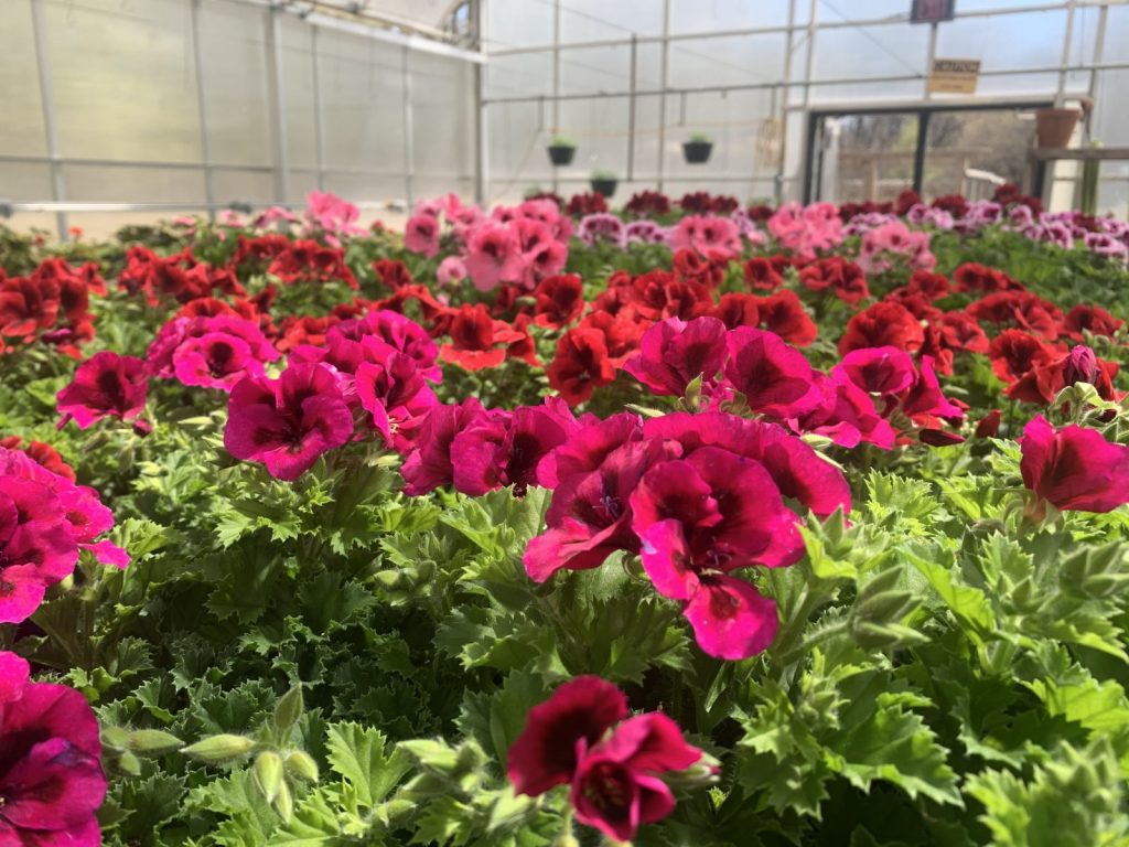 Hennepin Technical College Moves Annual Plant Sale Online CCX Media