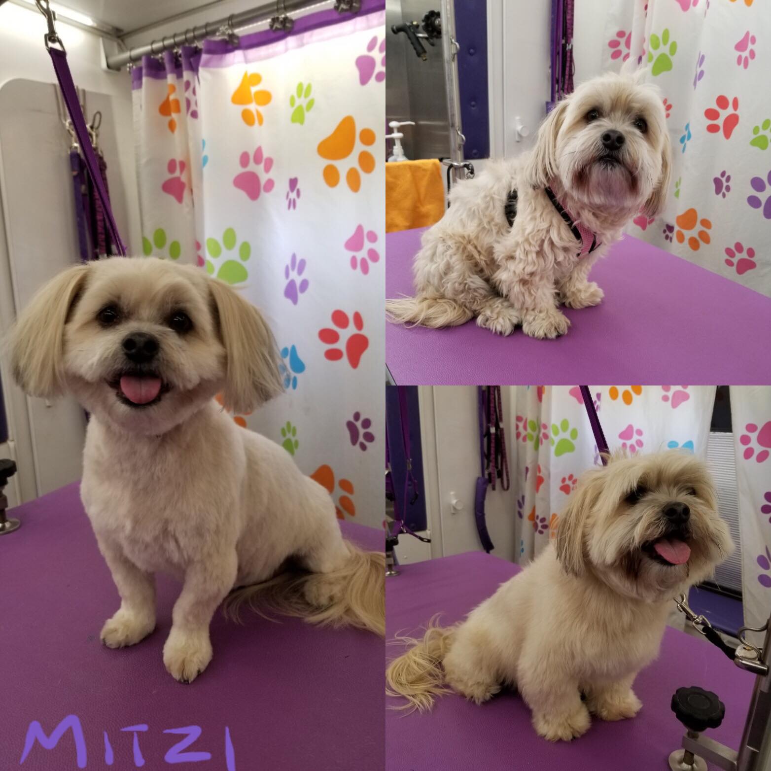 Local Dog Groomers Reopen Amid StayAtHome Order