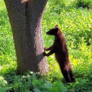 Bear sighting Maple Grove