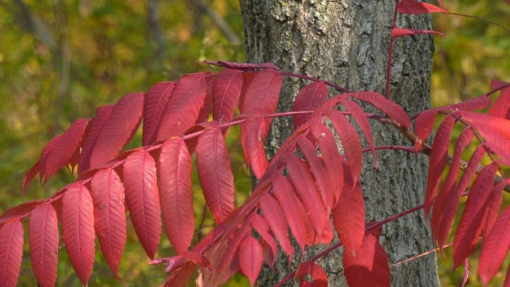 Maple Grove Holds Fall Tree Festival at Arboretum CCX Media