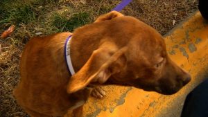 Golden Valley Dog Leash Ordinance