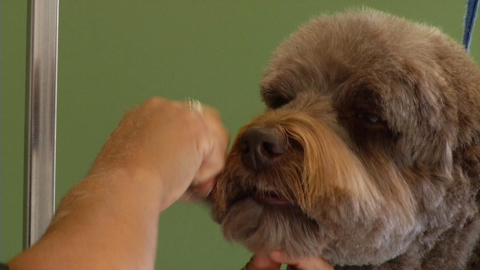 Pet Grooming Business Finds Growth During COVID-19, 'Everybody Got a Dog  During the Pandemic' - CCX Media