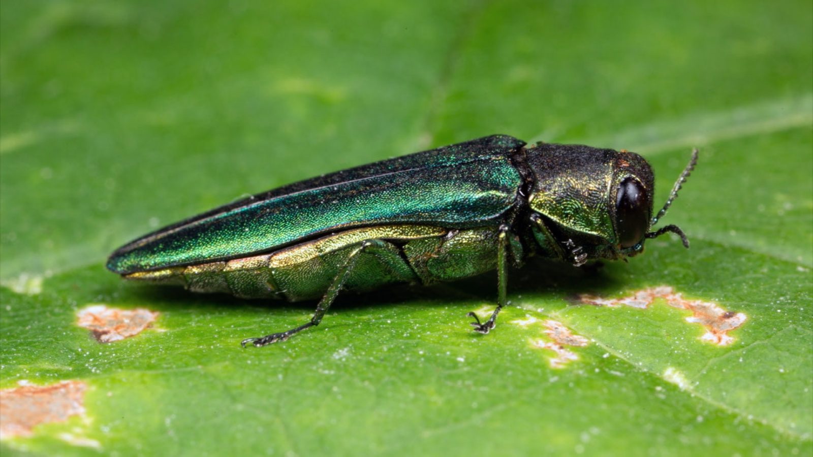 Plymouth 'Getting Hammered' with Emerald Ash Borer Infestation