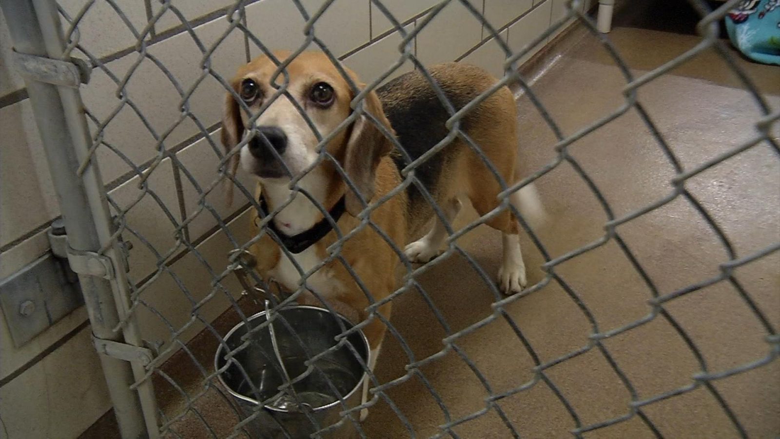 Beagles Rescued
