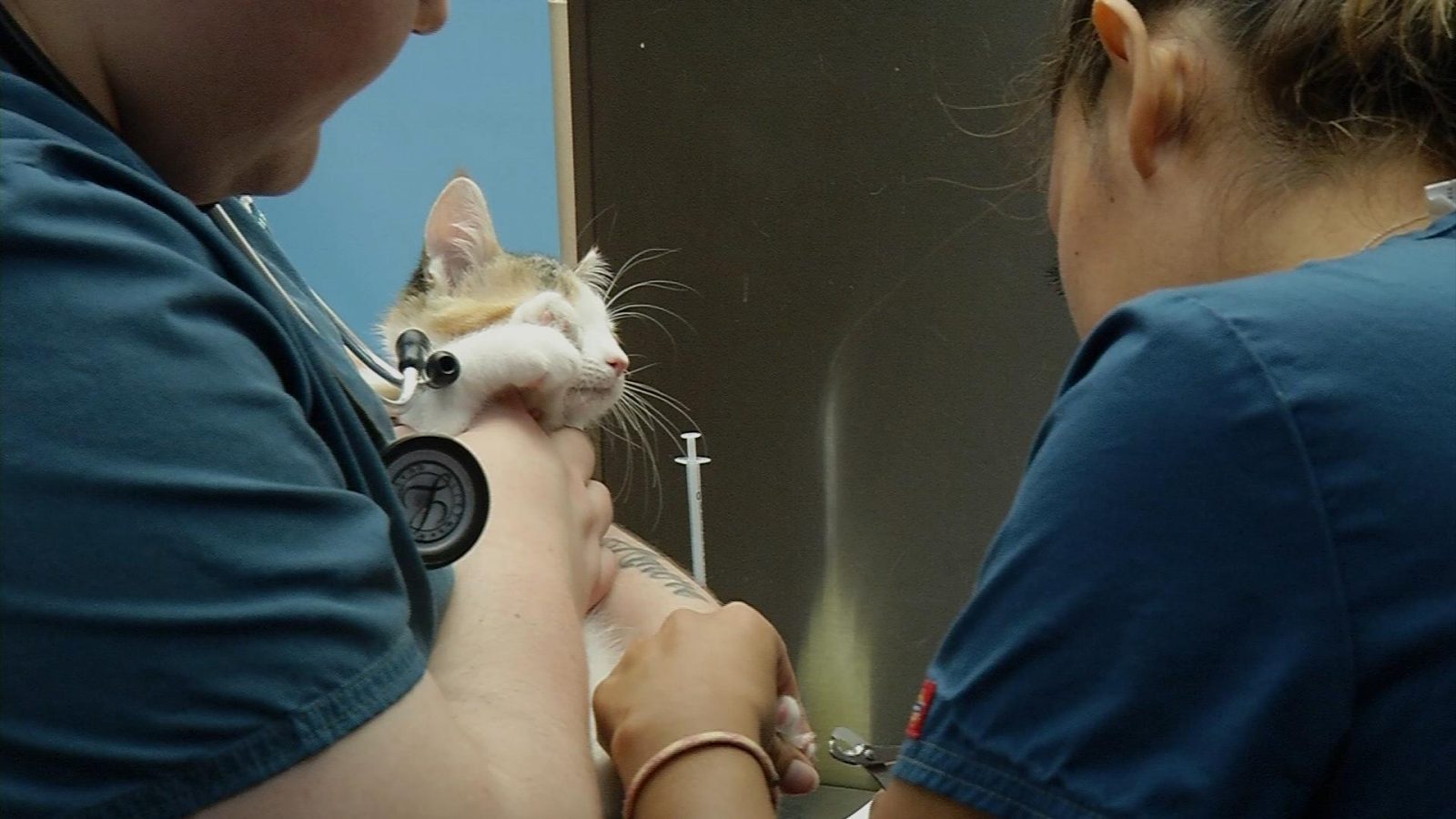 Animal Humane Society Launches Vet Tech Training Program - CCX Media