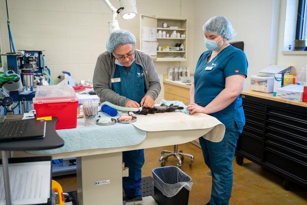 Animal Humane Society Launches Vet Tech Training Program - CCX Media