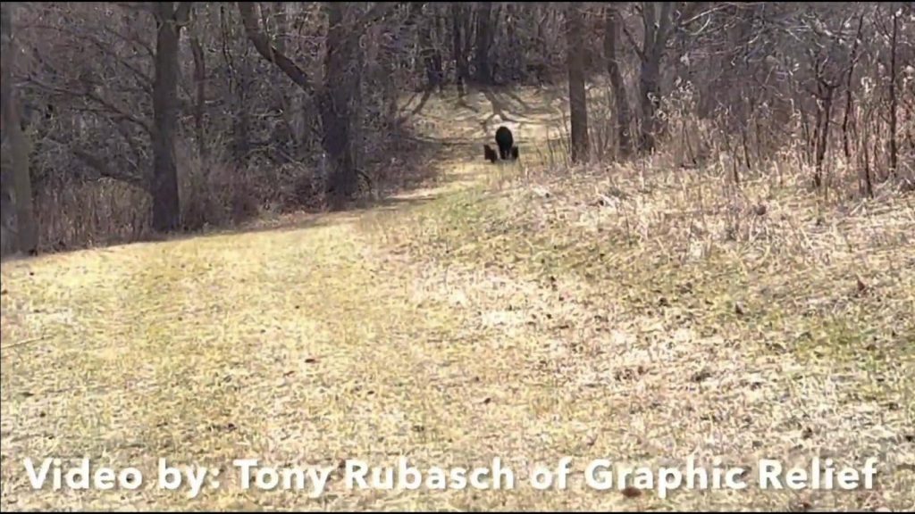 Bears Sighted at Elm Creek Park Reserve