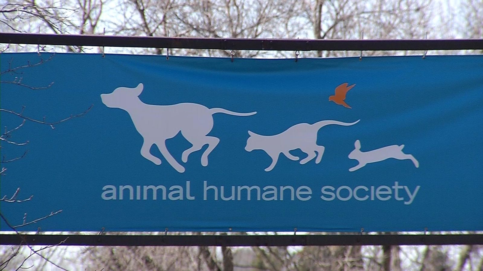 Animal Humane Society canine flu outbreak