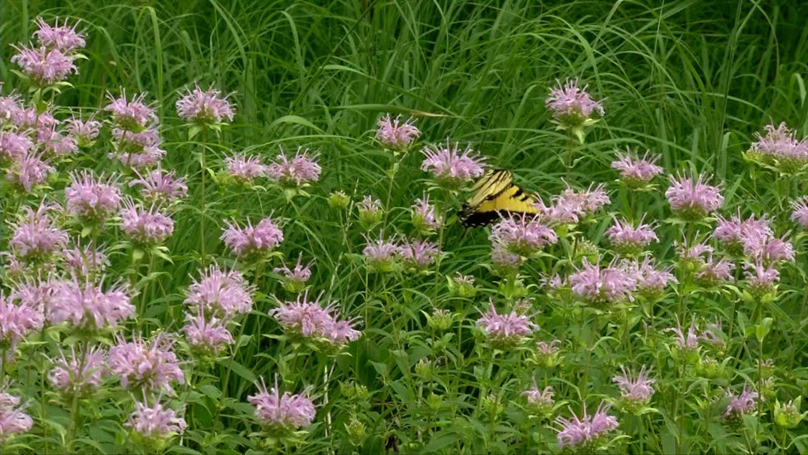 Butterfly in a field of flowers