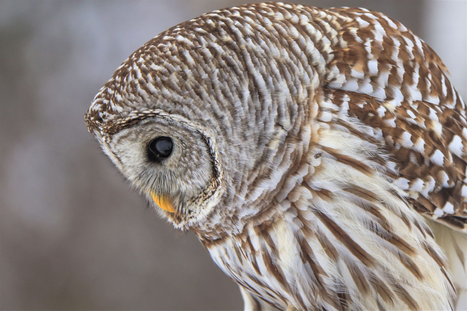 Photo of an owl that was entered in the 2022 Maple Grove photography contest