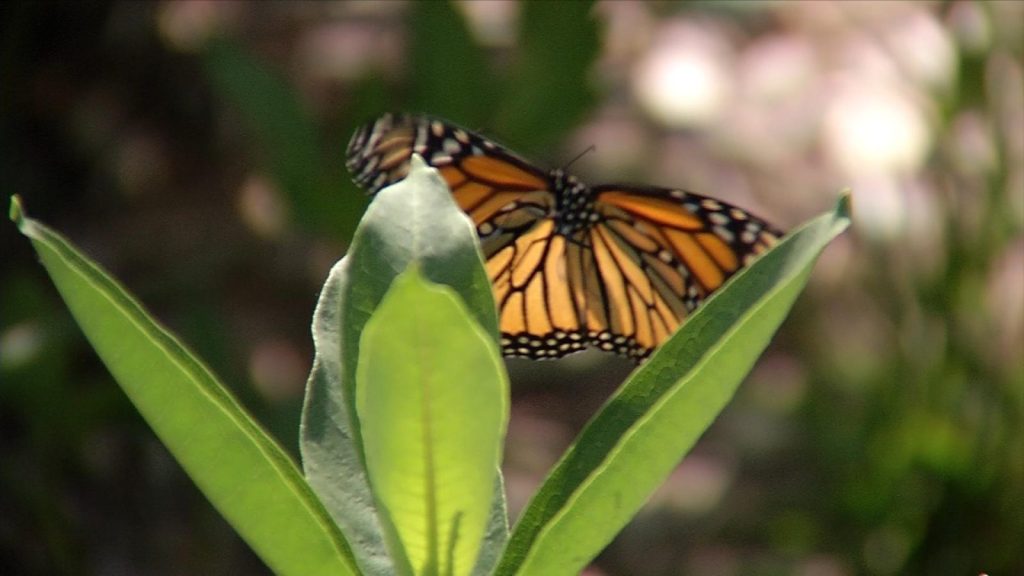 Eastman Nature Center Monarch Butterfly
