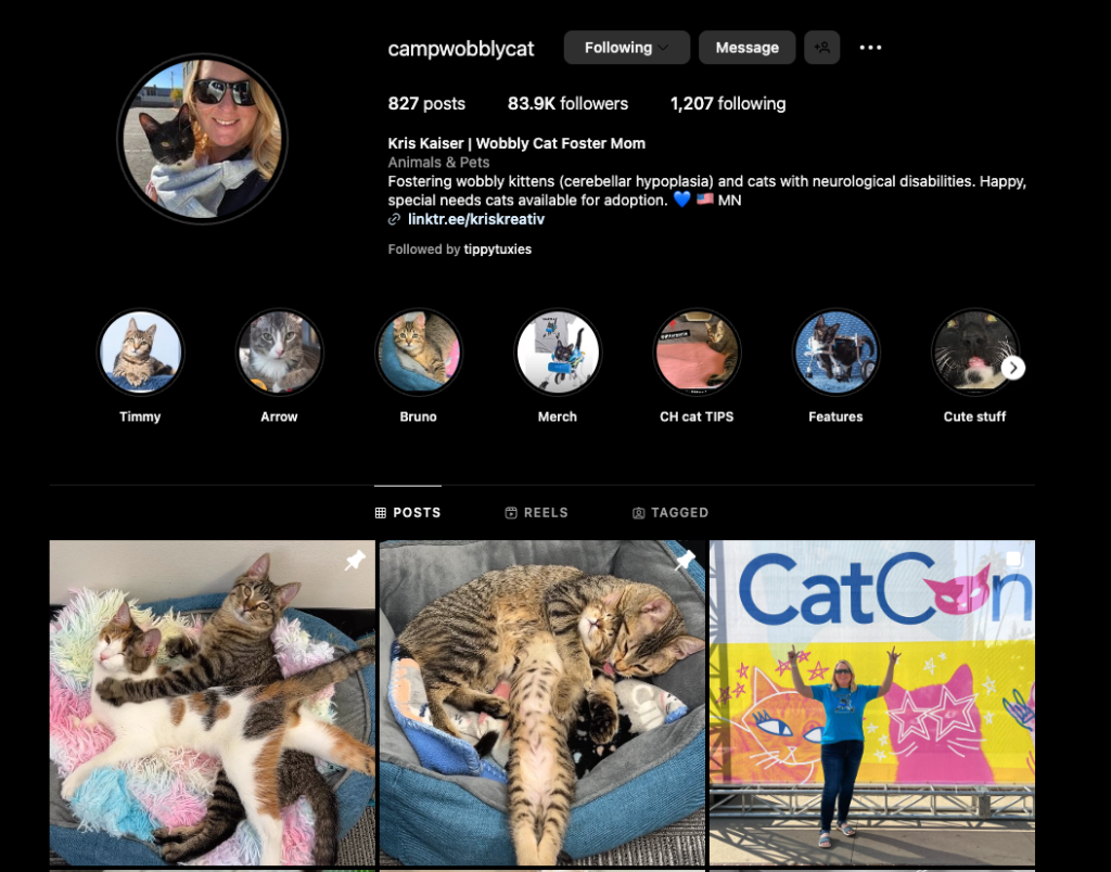 Camp Wobbly cat instagram