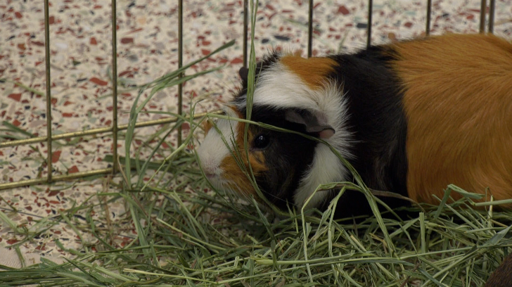 guinea pigs animal humane society