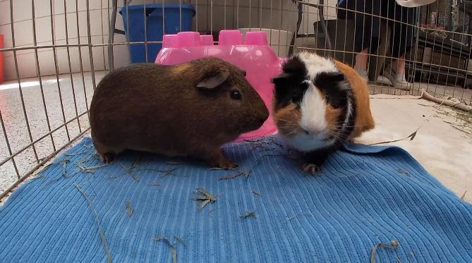 guinea pig adoption animal humane society