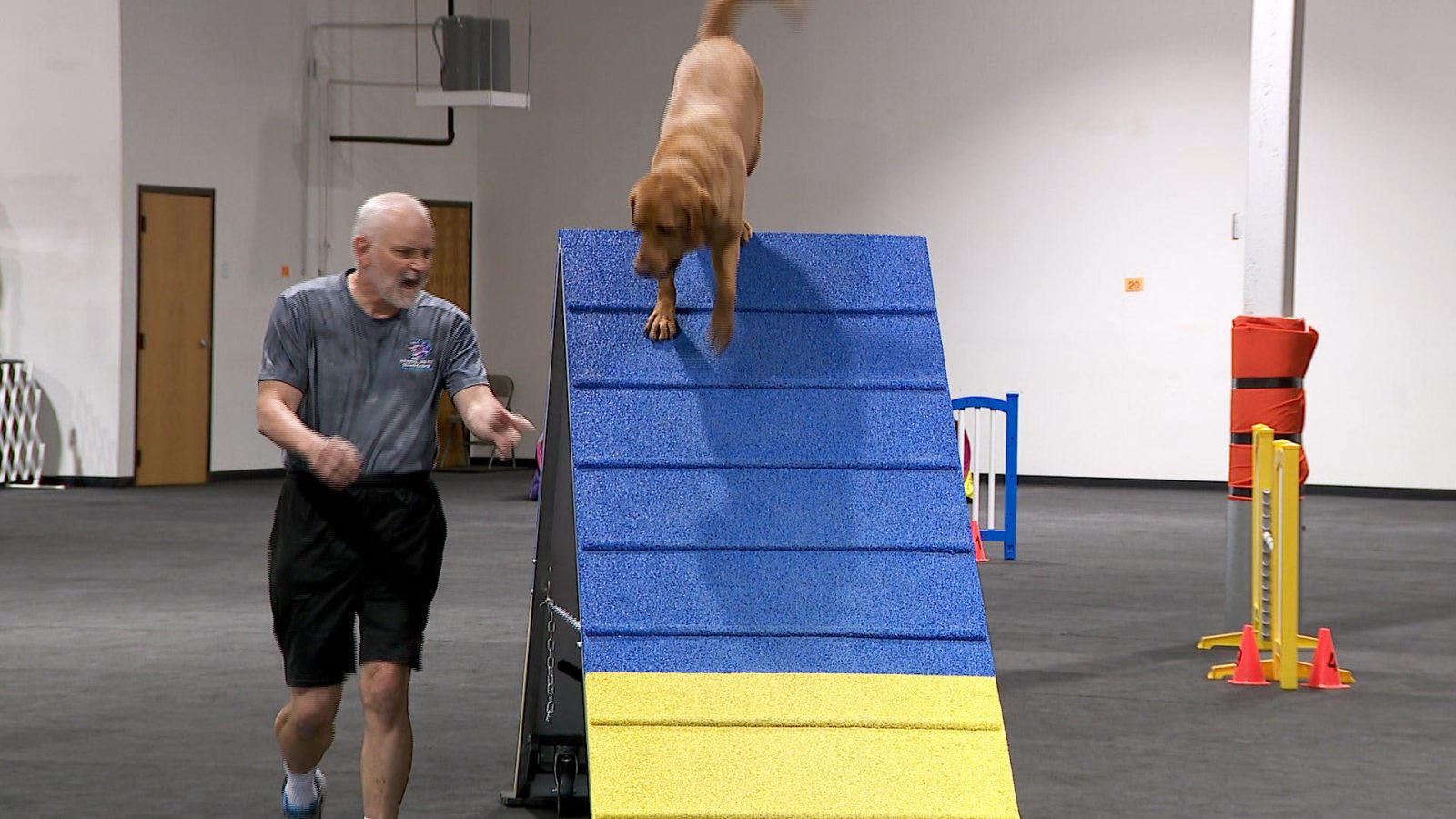 
agility trial dog
