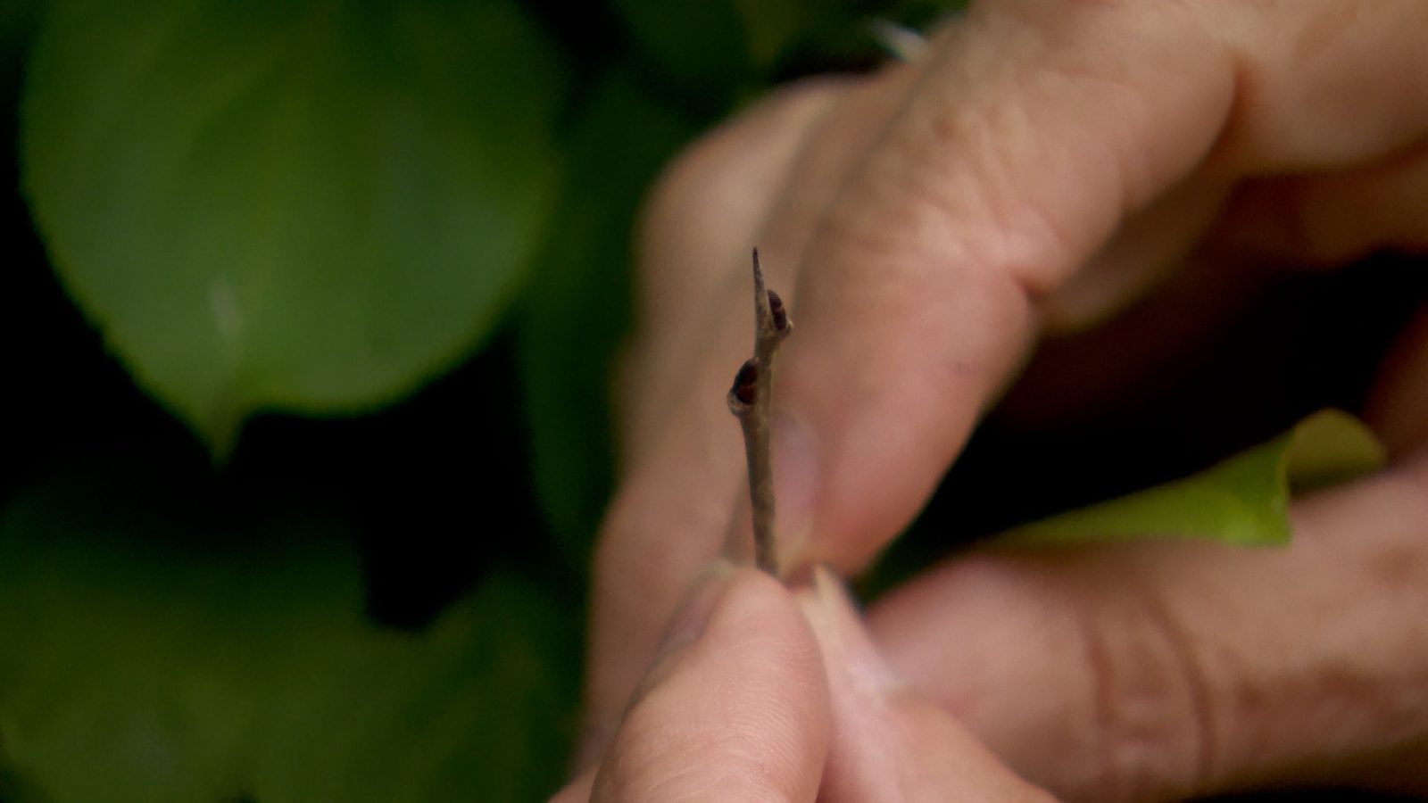 Maple Grove buckthorn