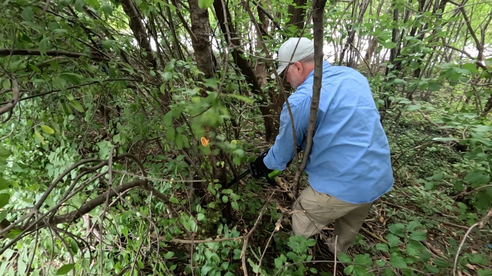 MG Buckthorn