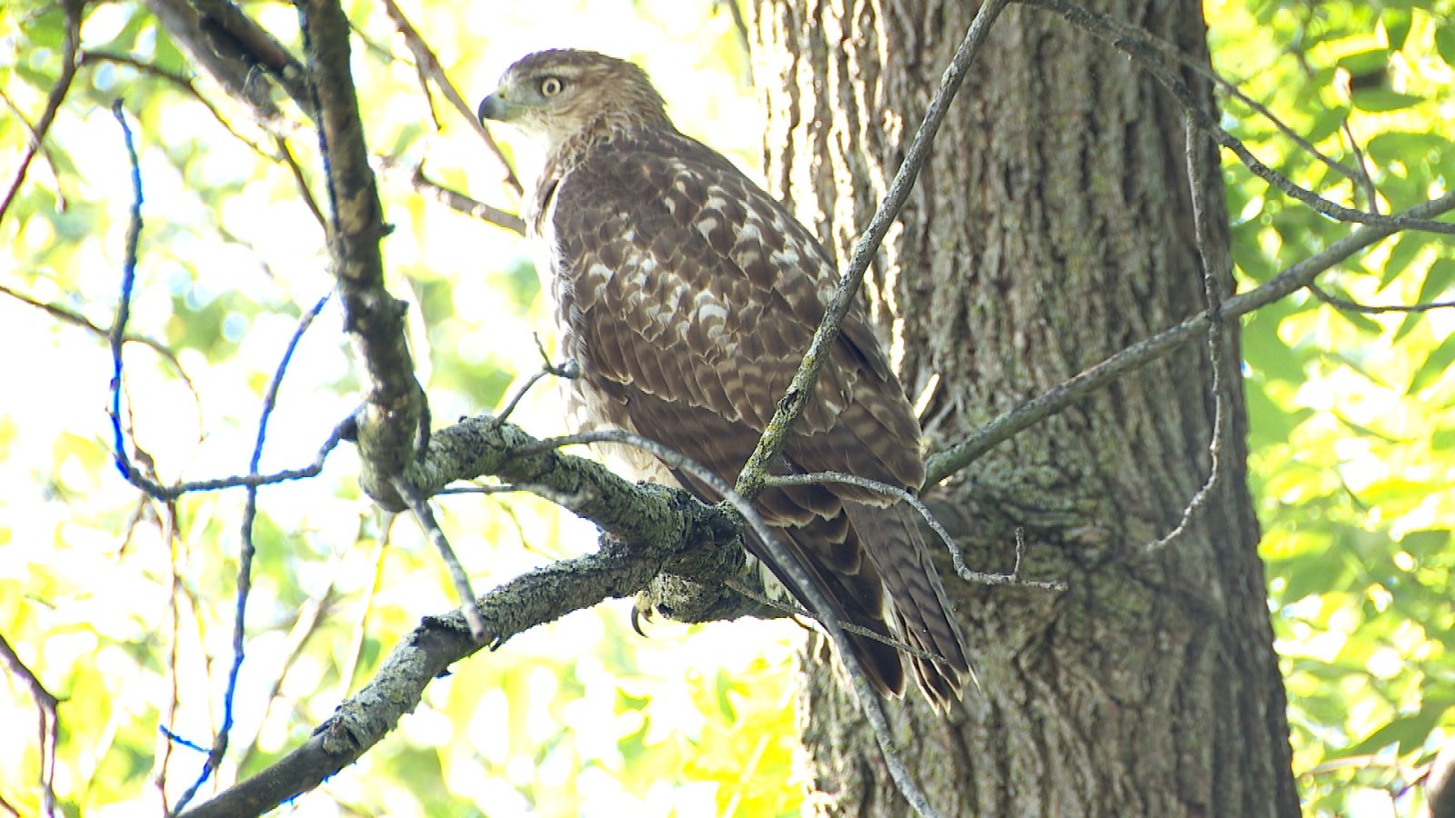 red-tailed hawk