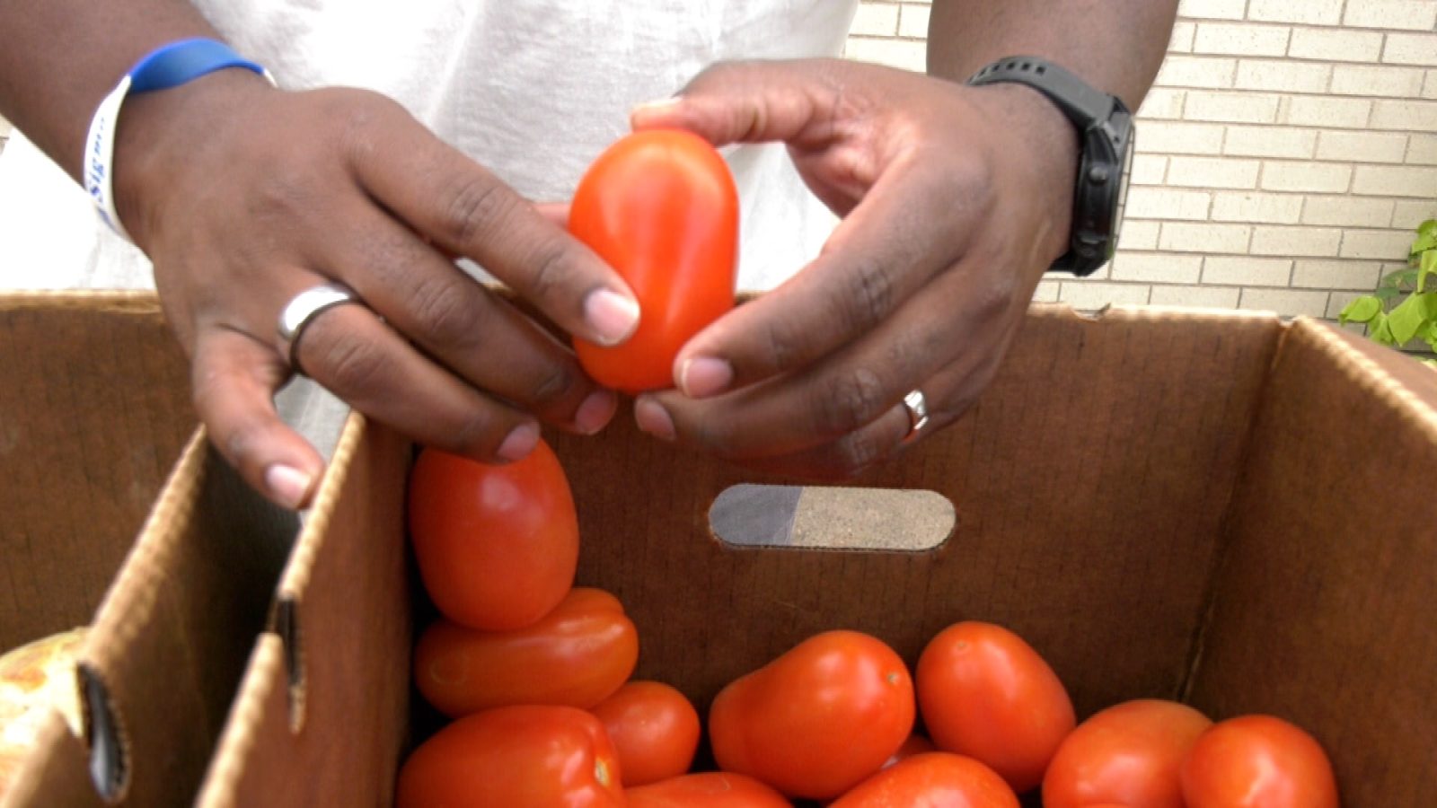 brooklyn center bipoc farming