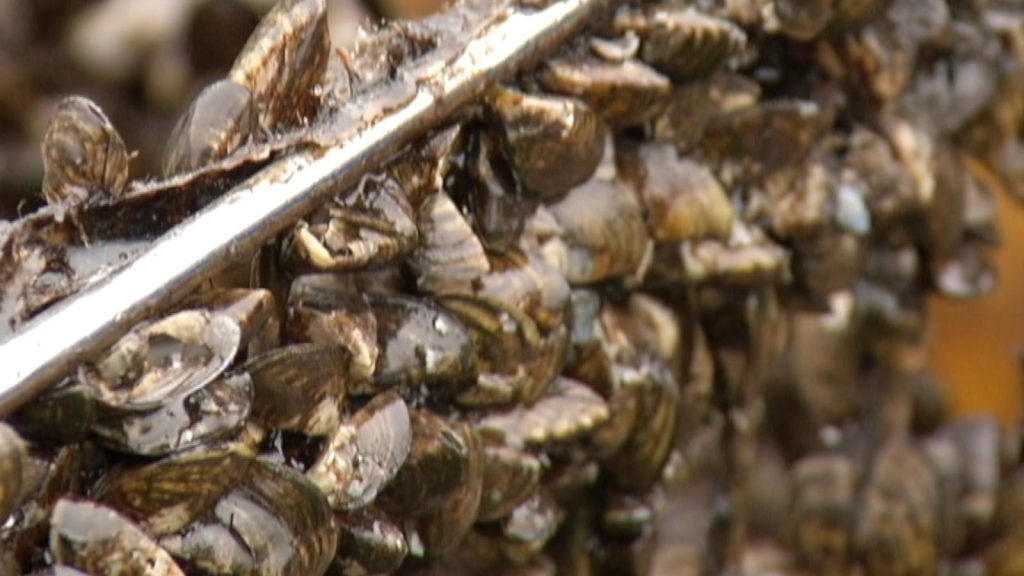 Zebra Mussels