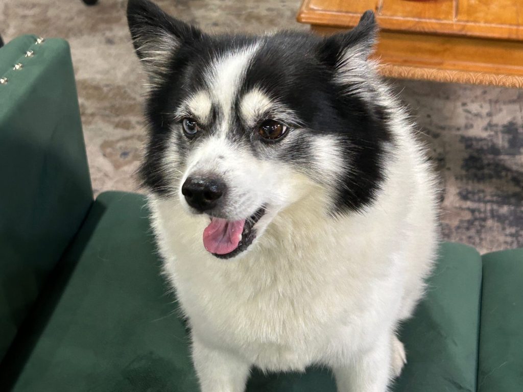 dog sitting on a couch