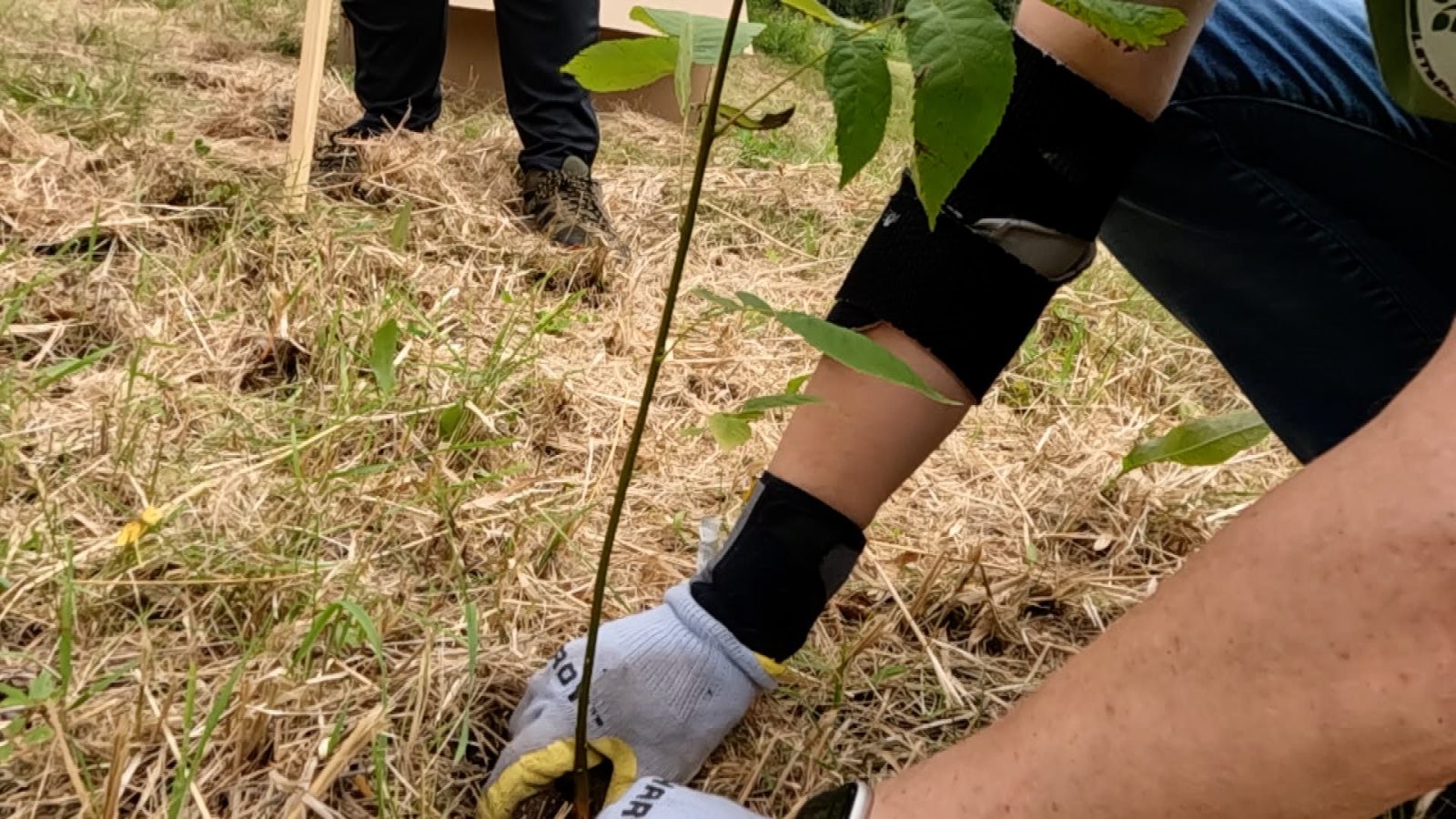 tree planting