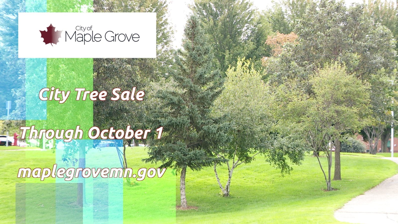 details of an upcoming tree sale in Maple Grove
