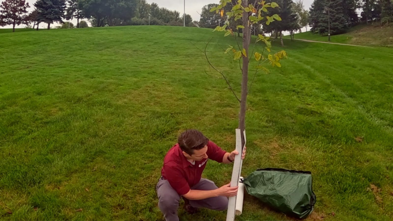 A man kneels next to a young tree on a hillside