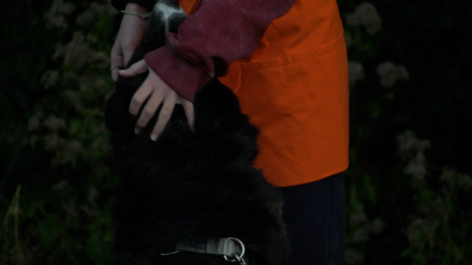 girl petting a fluffy black dog