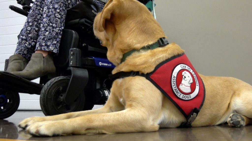 yellow lab in can do canines vest