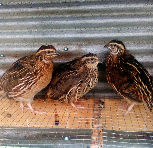 Quail photos