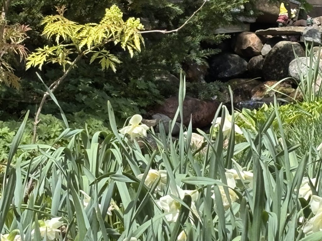 Daffodils in Golden Valley