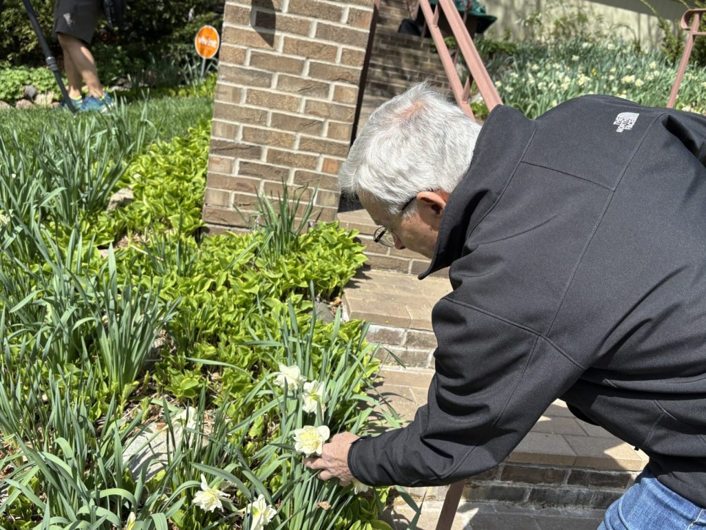 Warren Kapsner points out his daffodils
