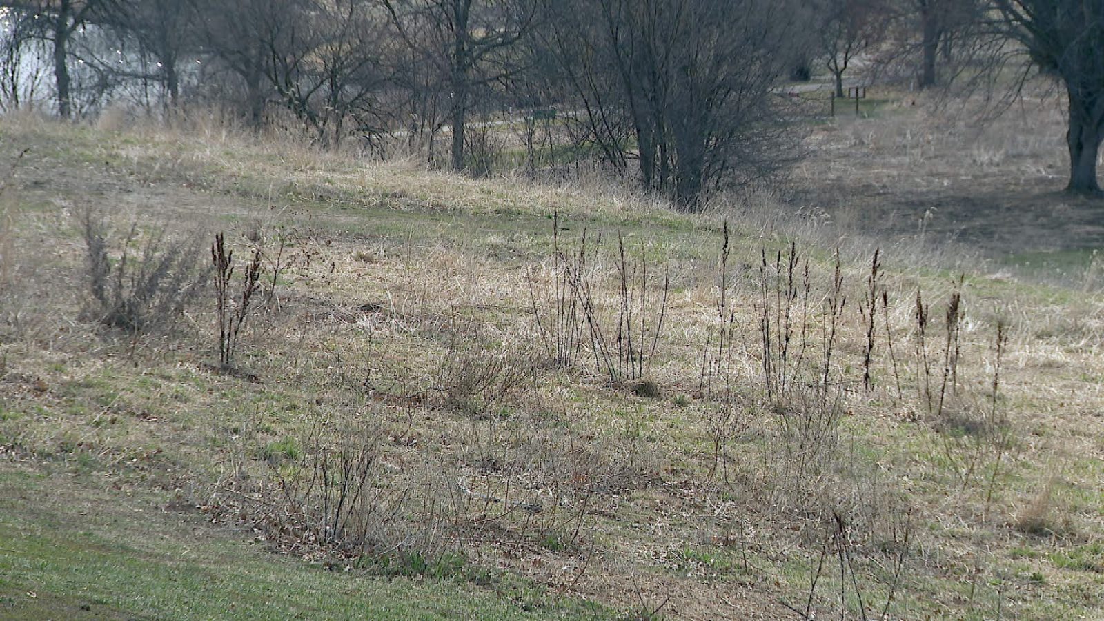 Prairie grass growing in a field at a city park