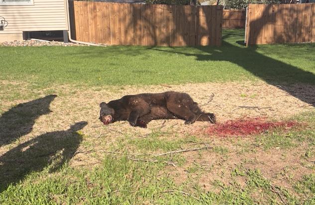 black bear lies on the grass after being euthanized 