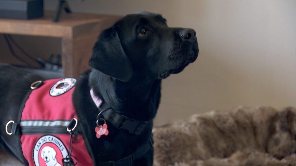 black lab in a can do canines vest