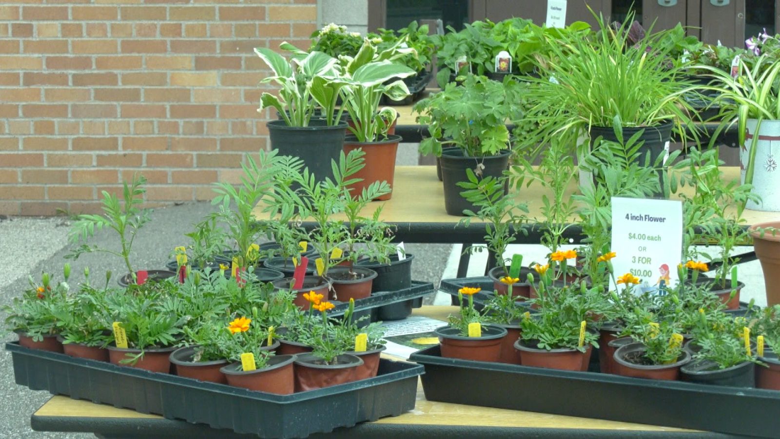 Osseo Education Center Reaps Benefit of Annual Greenhouse Sale