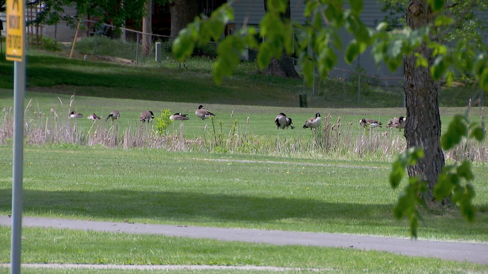 Canada geese in a field at a park